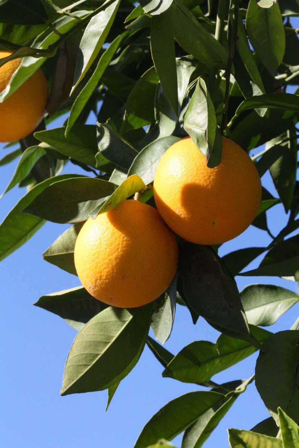              Fruit (Riverside, CA)       